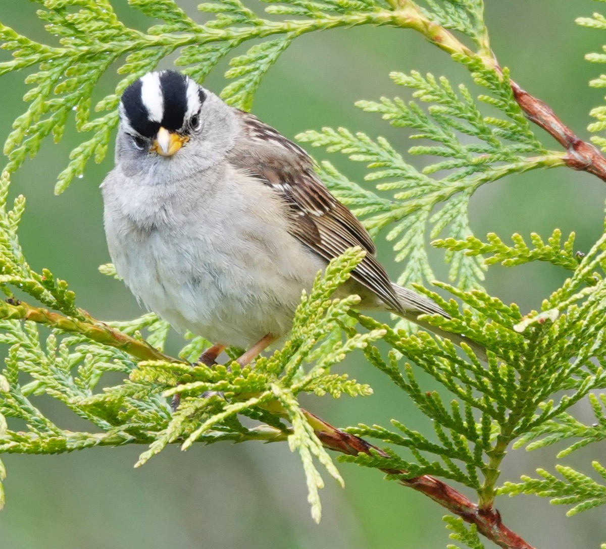 White-crowned Sparrow - ML620477805