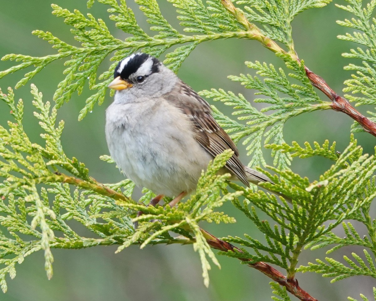 White-crowned Sparrow - ML620477806