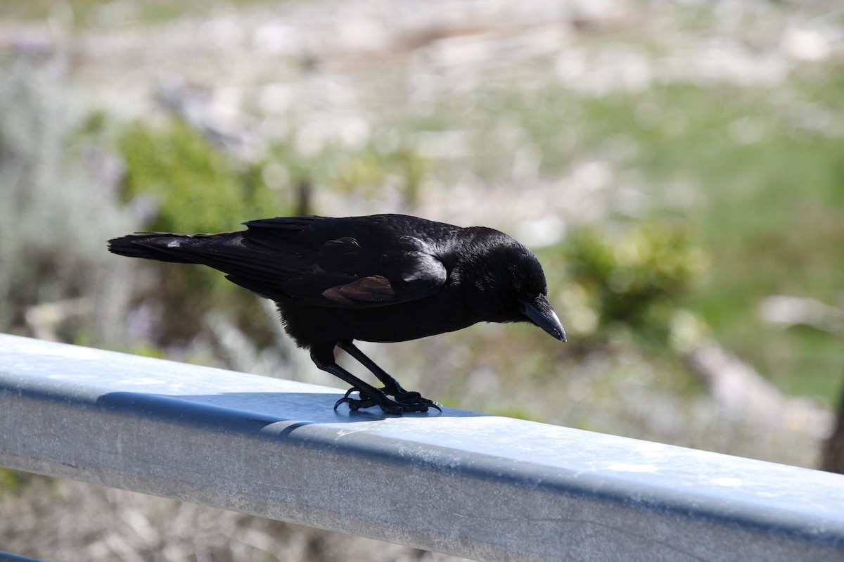 American Crow - ML620477807