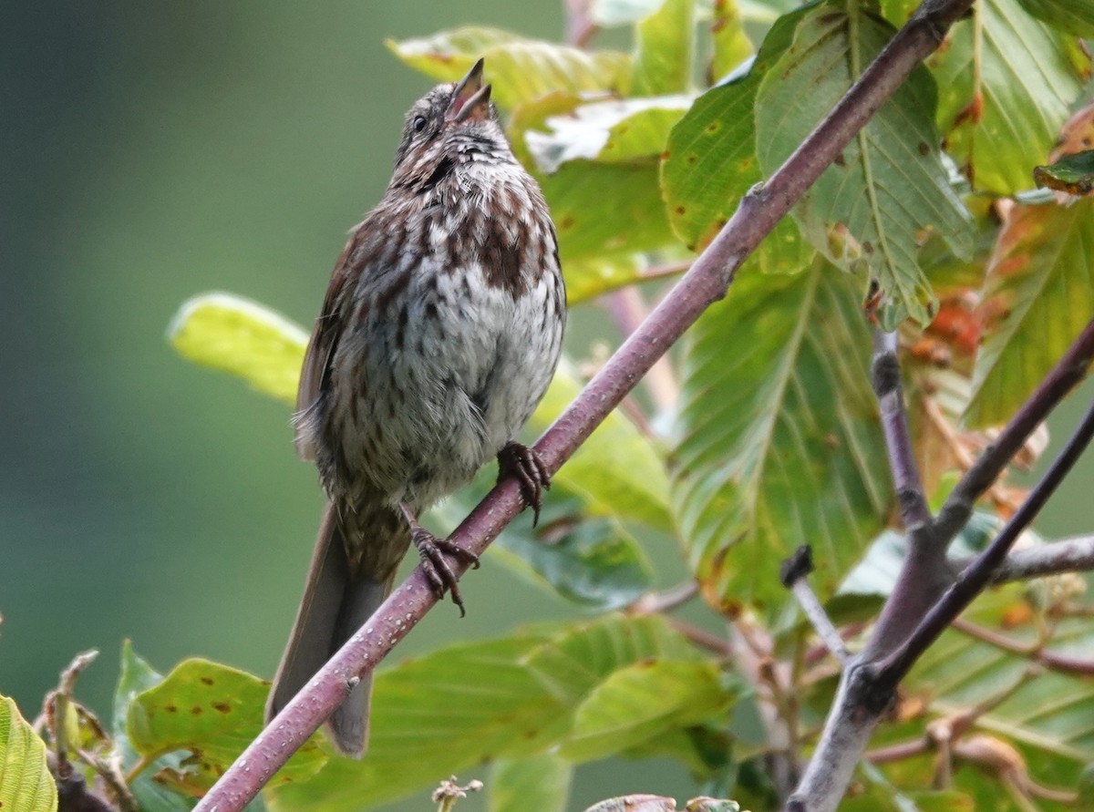 Song Sparrow - ML620477810