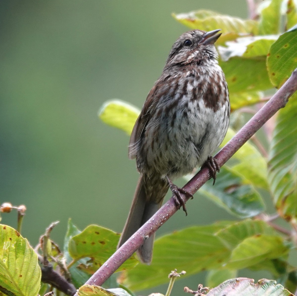 Song Sparrow - ML620477811