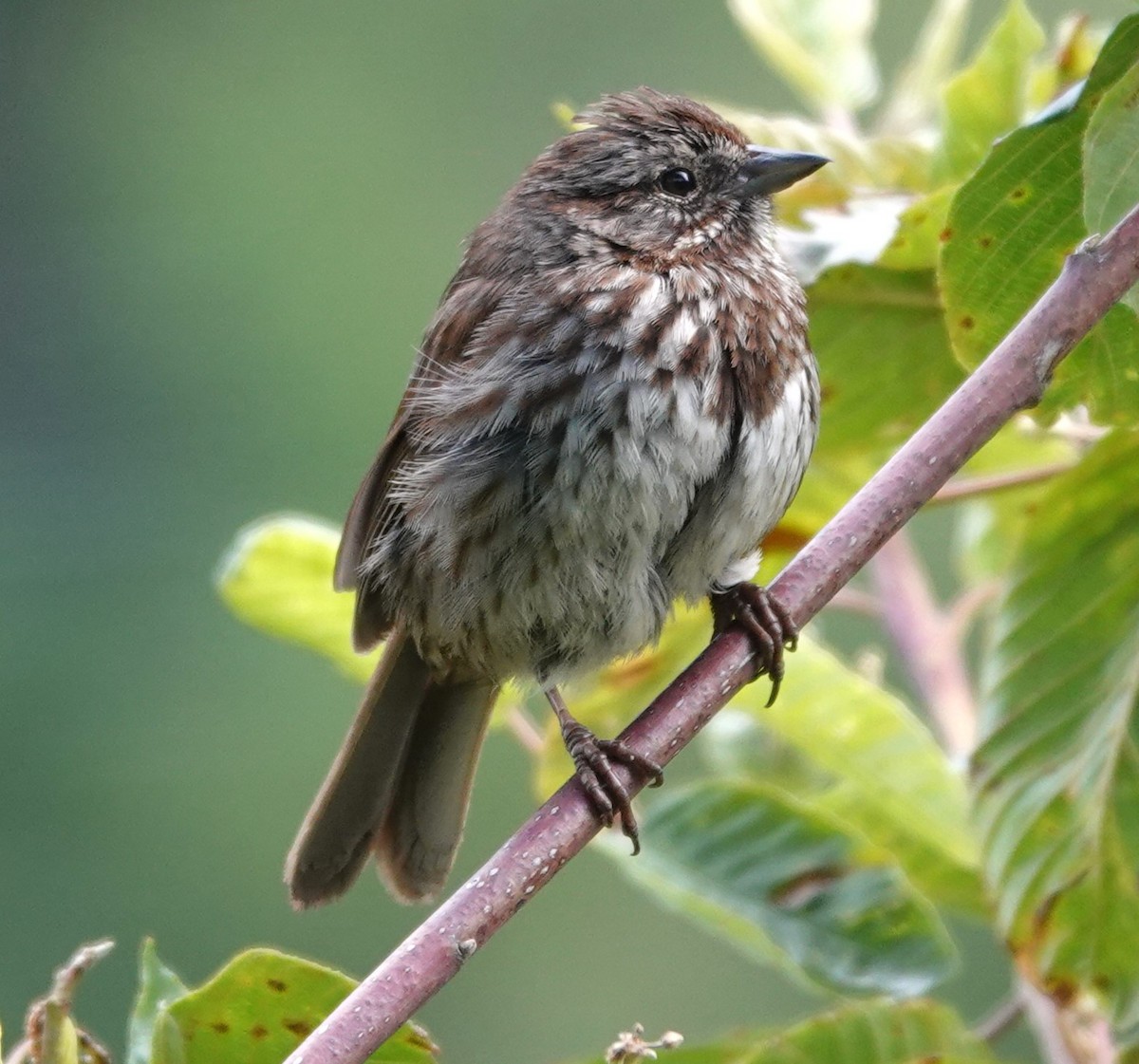 Song Sparrow - ML620477812