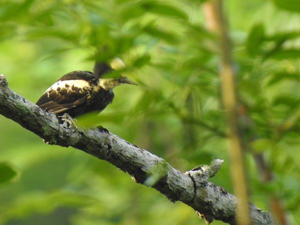 Heart-spotted Woodpecker - ML620477815