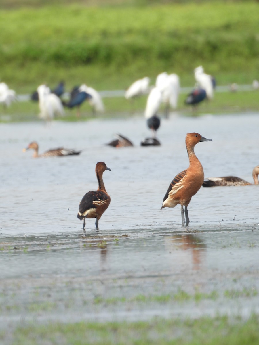 Fulvous Whistling-Duck - ML620477816