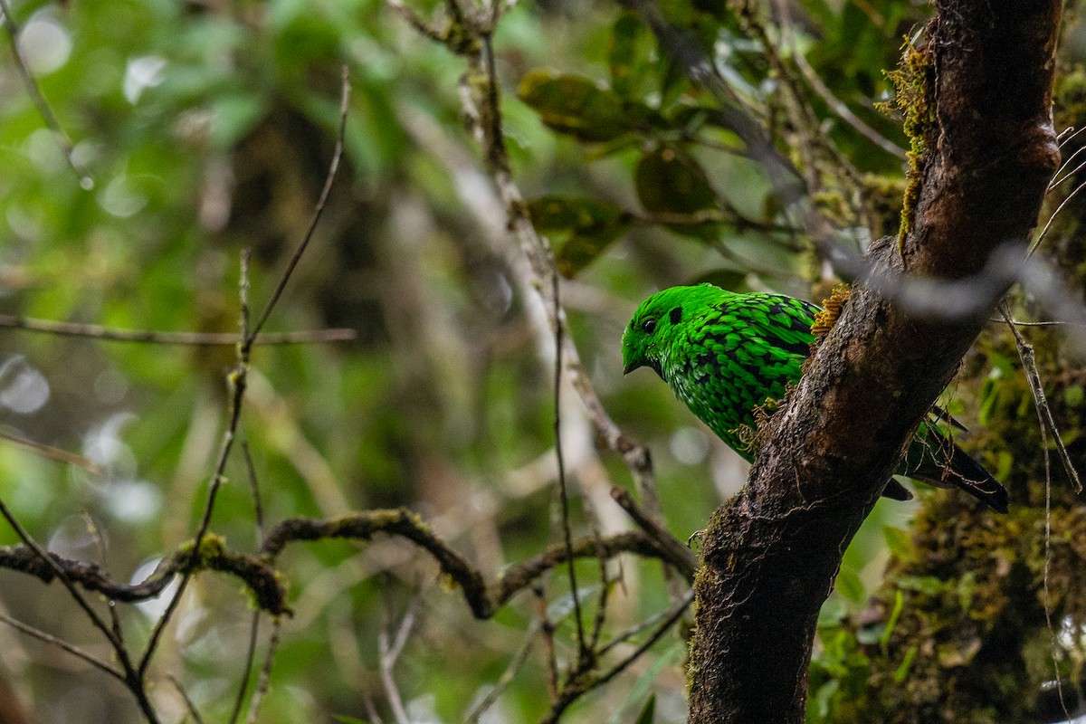 Whitehead's Broadbill - ML620477817