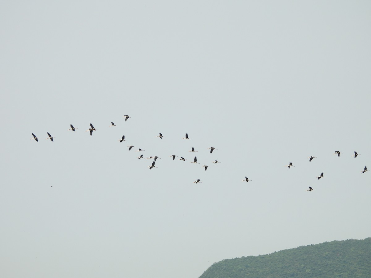 Painted Stork - ML620477818