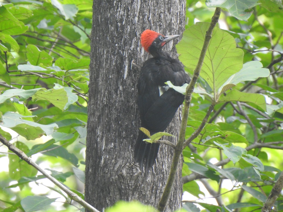 White-bellied Woodpecker - ML620477819