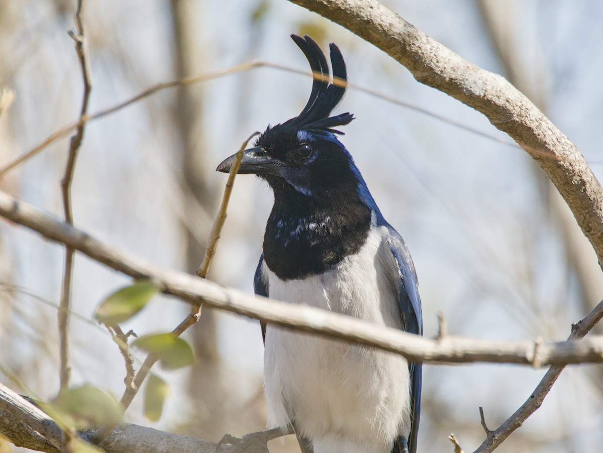 Black-throated Magpie-Jay - ML620477820