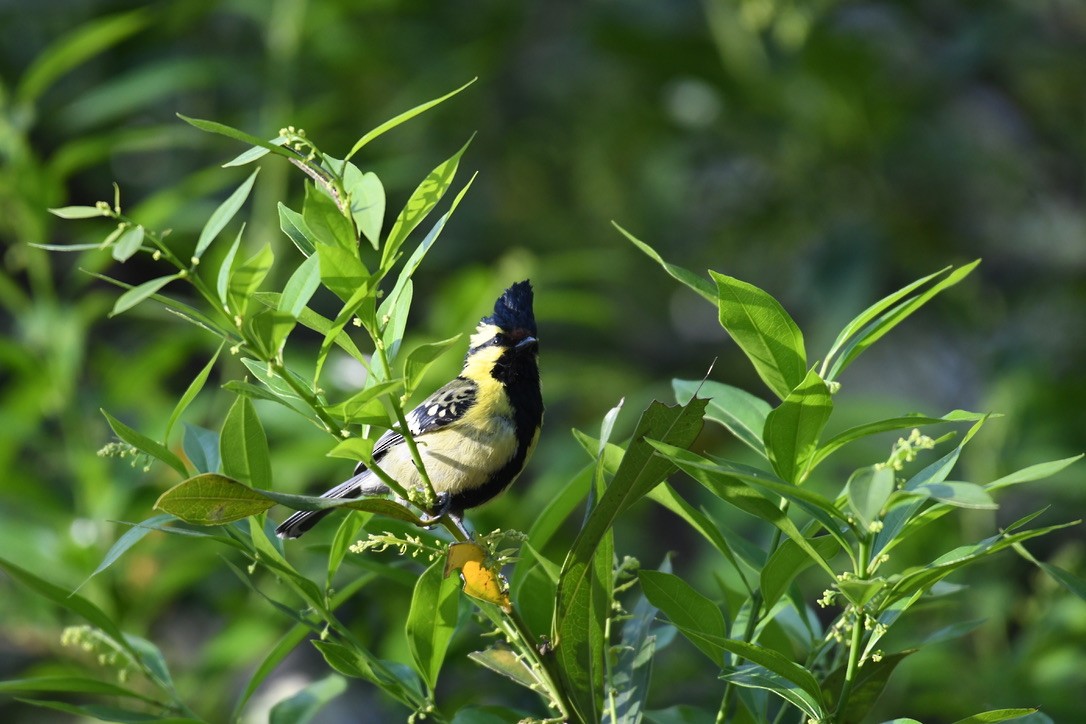 Himalayan Black-lored Tit - ML620477822