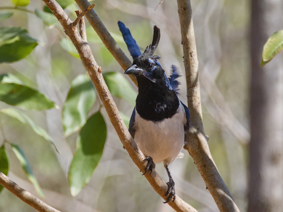 Black-throated Magpie-Jay - ML620477823