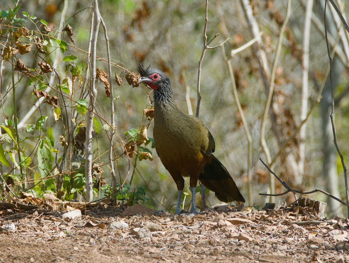 Ortalide à ventre marron - ML620477827