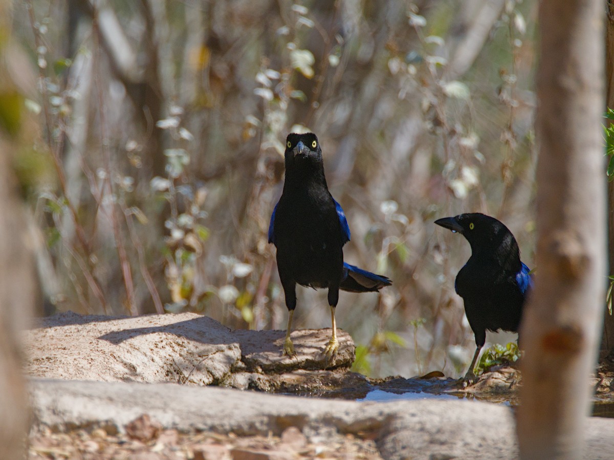 Purplish-backed Jay - ML620477830