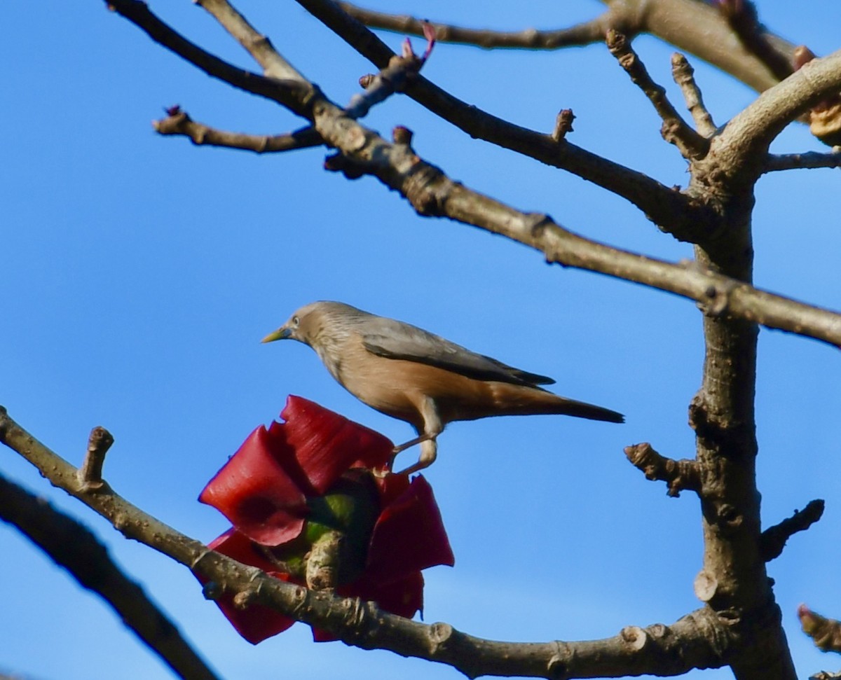 Chestnut-tailed Starling - ML620477832