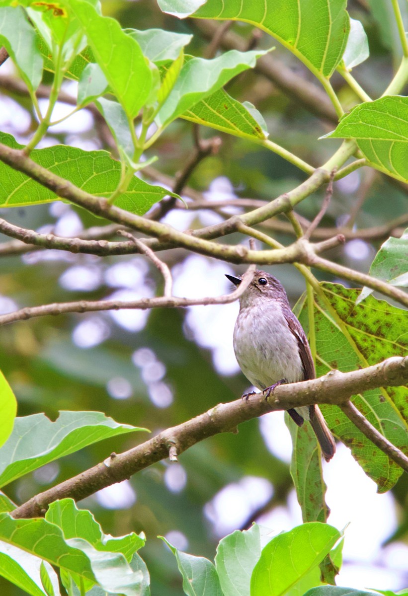 Little Pied Flycatcher - ML620477834