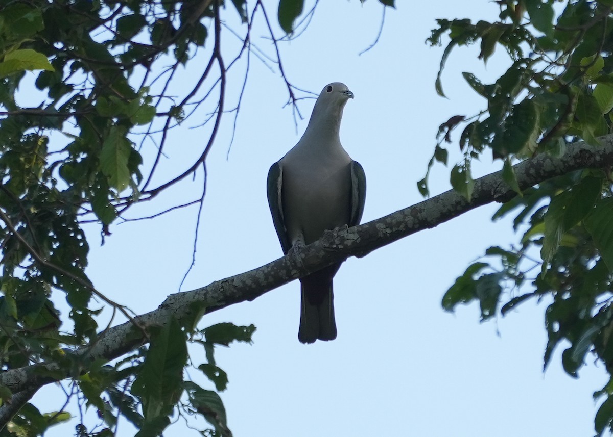 Green Imperial-Pigeon - ML620477839