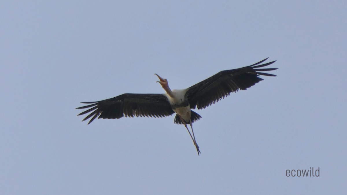 Painted Stork - ML620477846