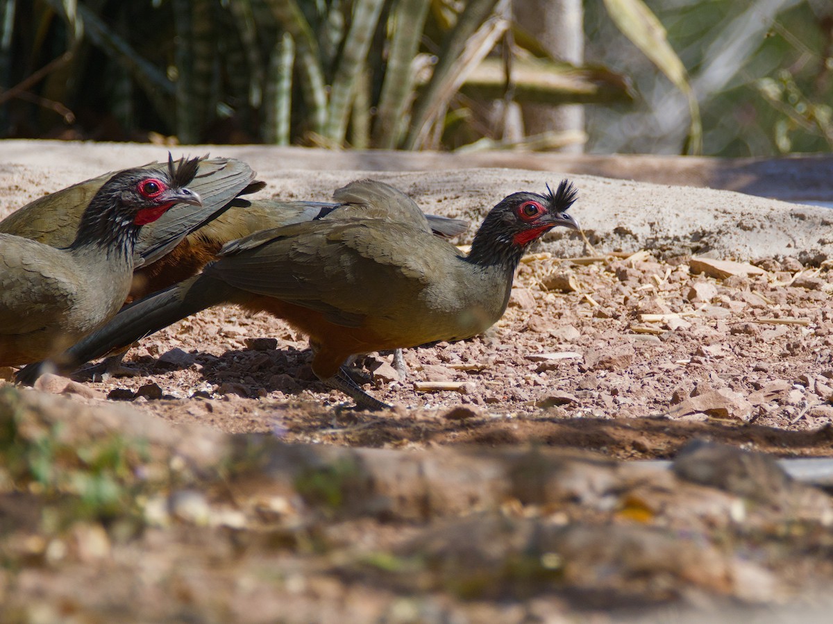 Chachalaca Ventricastaña - ML620477847