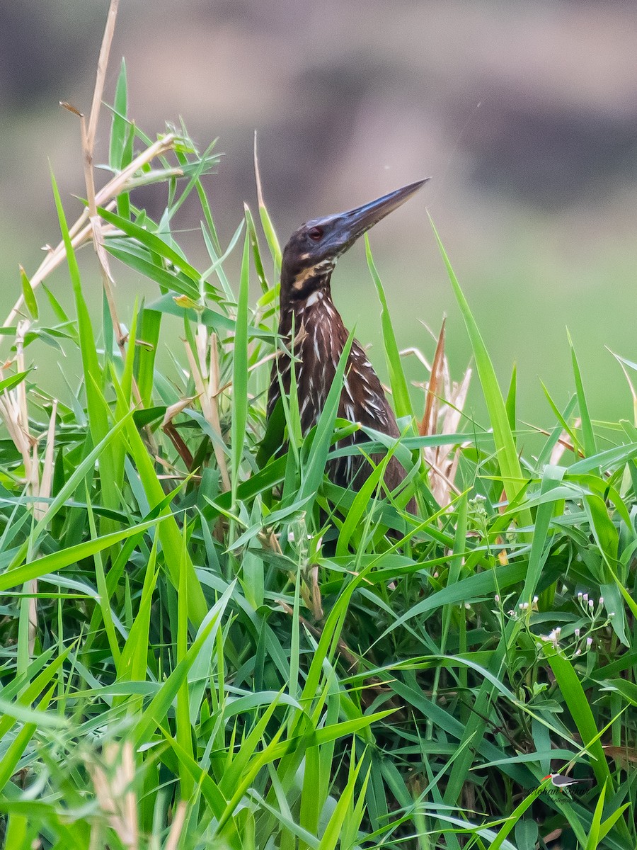 Black Bittern - ML620477849