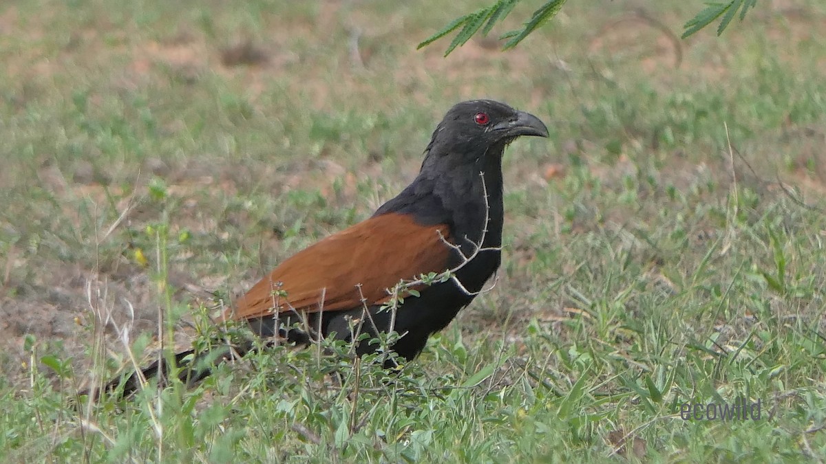 Greater Coucal - ML620477851