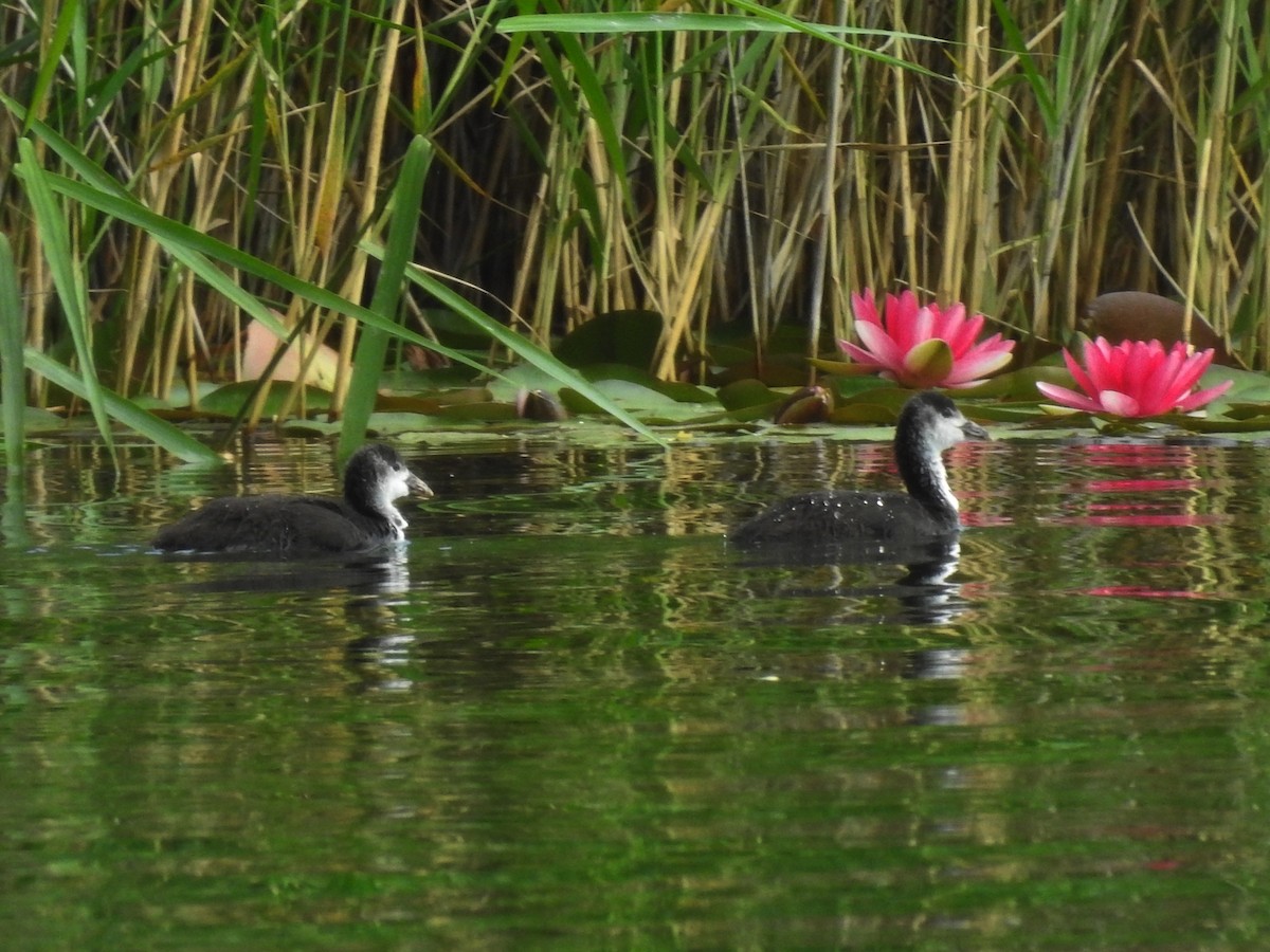 Eurasian Coot - ML620477853