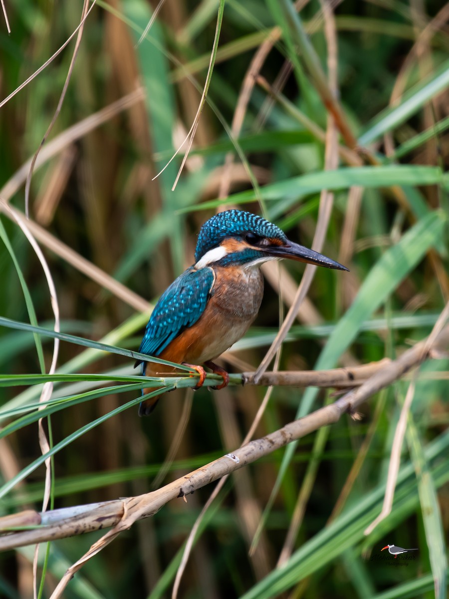 Common Kingfisher - ML620477854