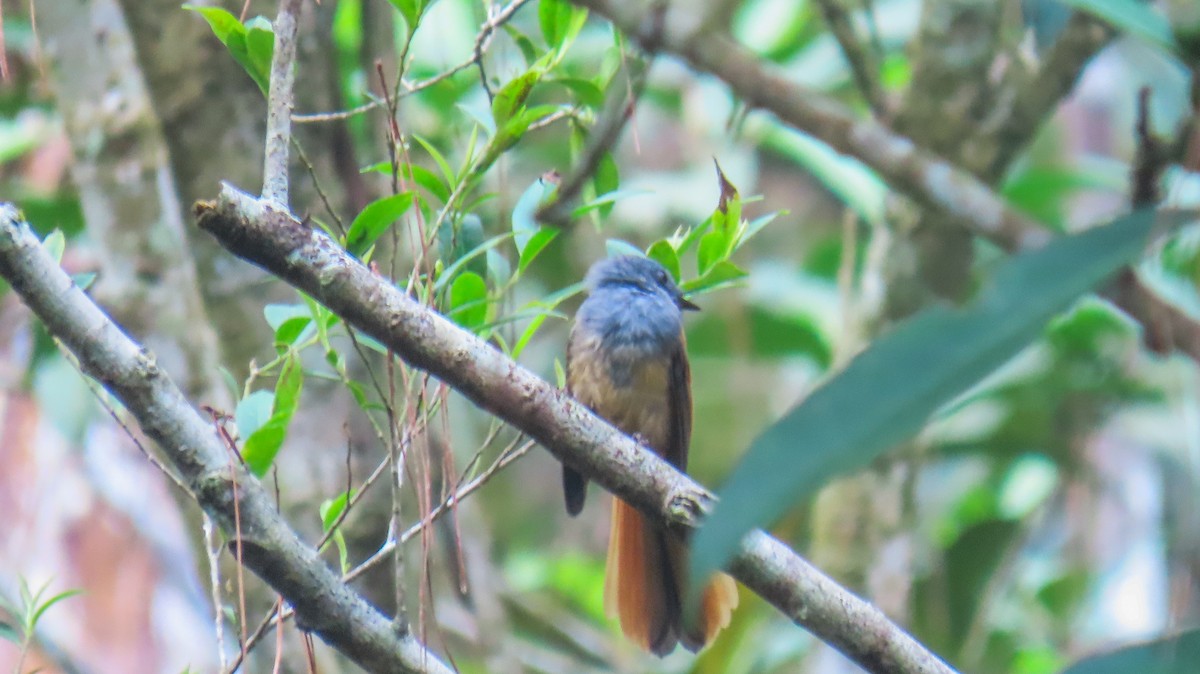 Blue-headed Fantail - ML620477857