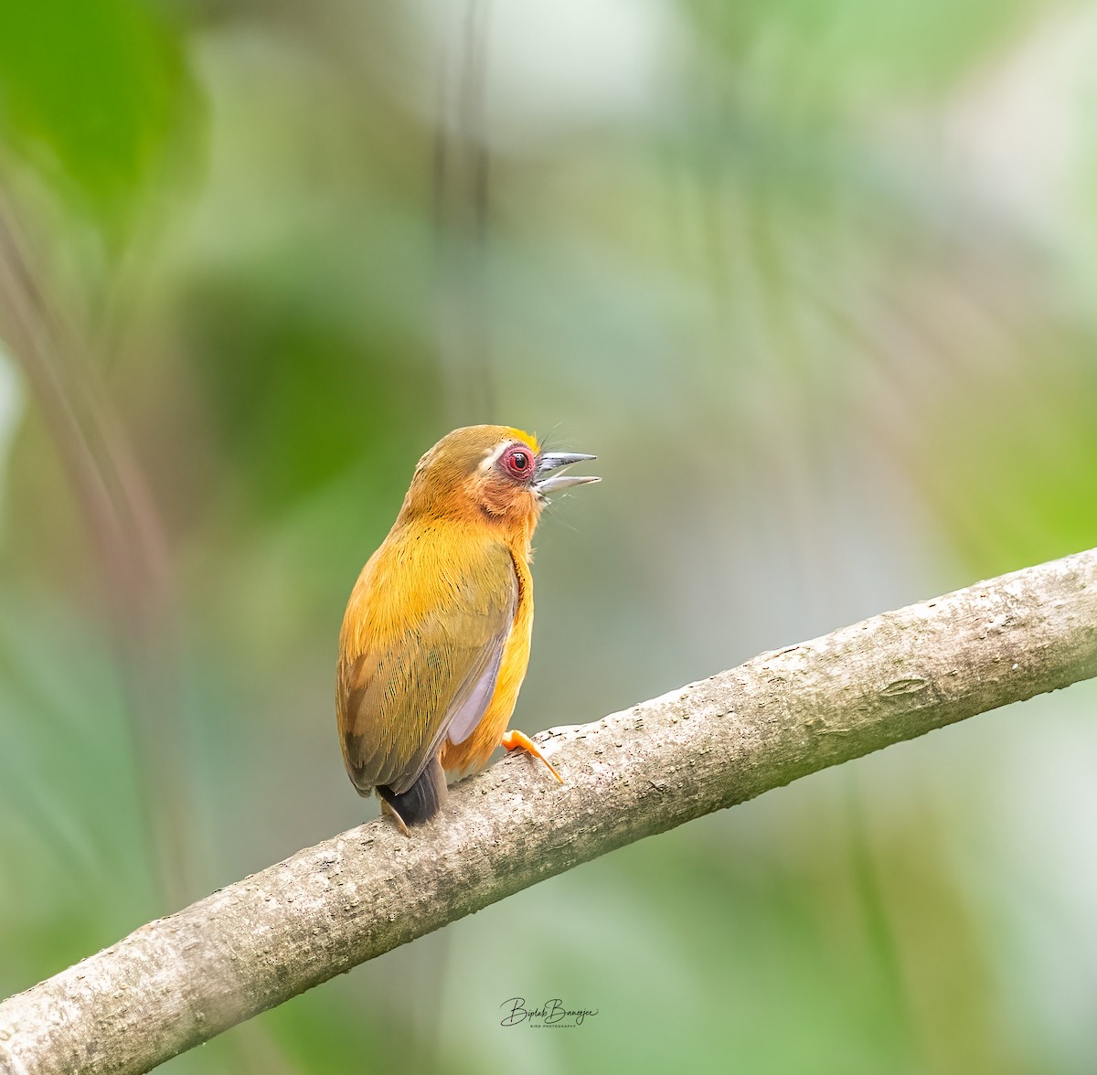 White-browed Piculet - ML620477859