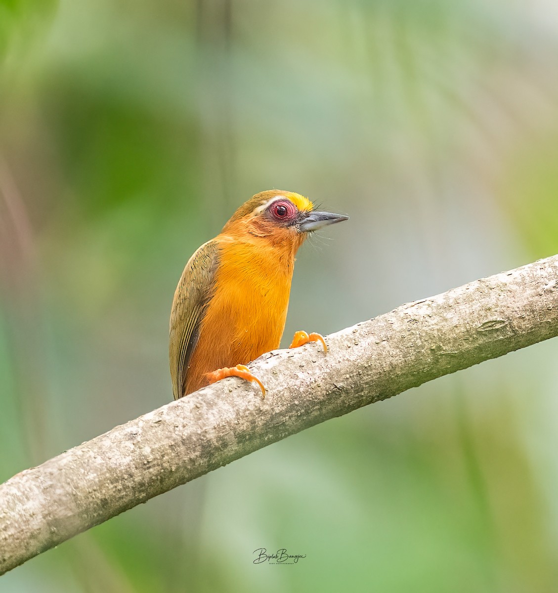 White-browed Piculet - ML620477860