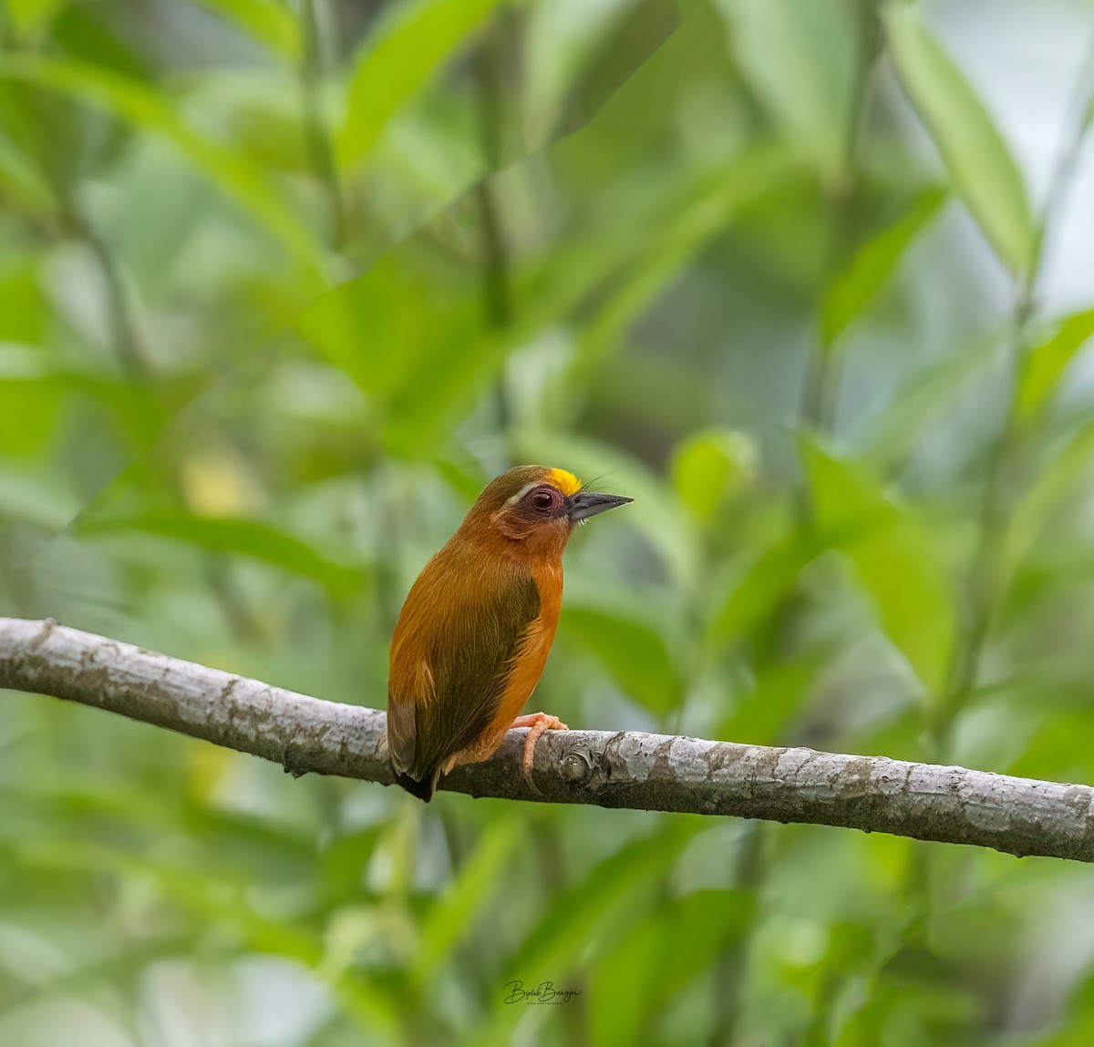 White-browed Piculet - ML620477861