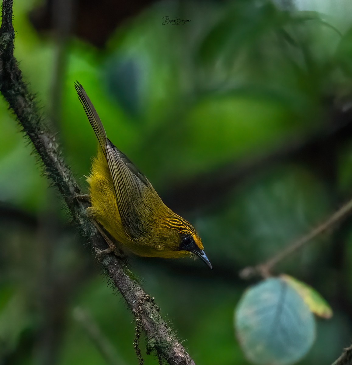 Golden Babbler - ML620477864