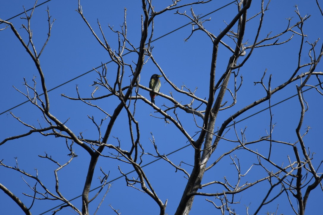 Great Barbet - ML620477866