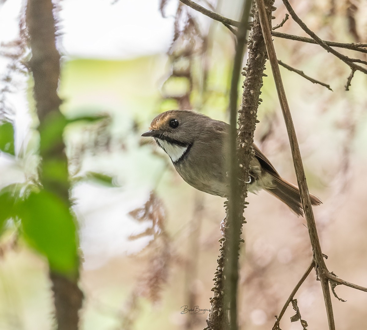 White-gorgeted Flycatcher - BIPLAB BANERJEE