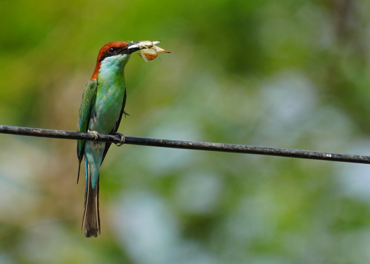 Rufous-crowned Bee-eater - ML620477871