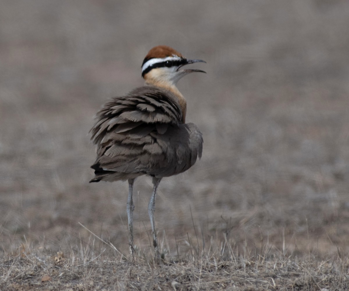 Indian Courser - ML620477872