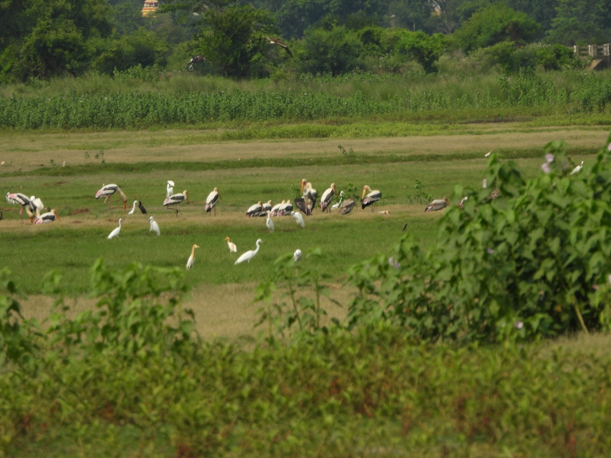 Painted Stork - ML620477876