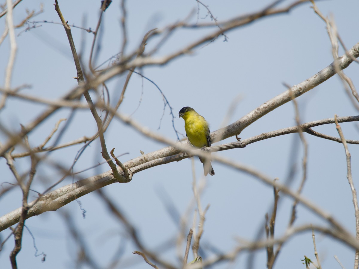 Lesser Goldfinch - ML620477877