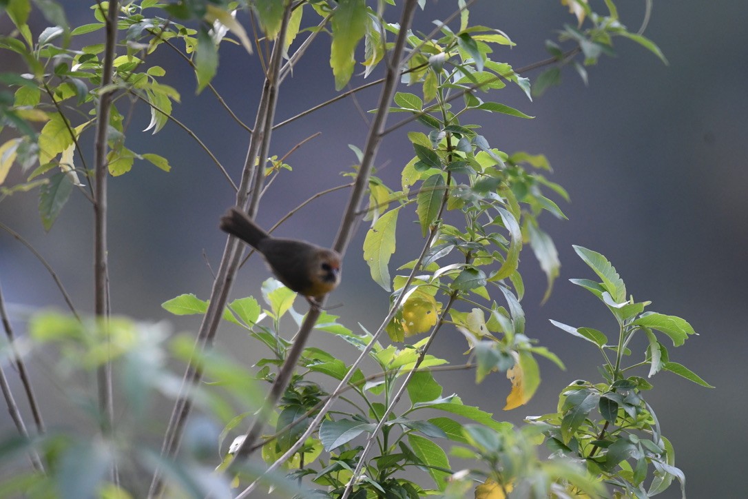 Black-chinned Babbler - ML620477884