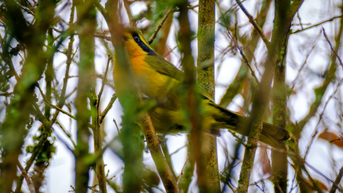 Olive Bushshrike - ML620477886