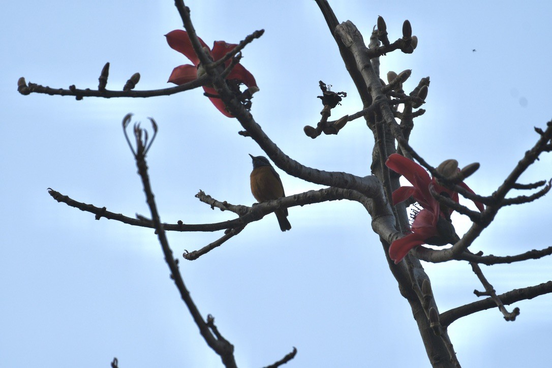 Blue-fronted Redstart - ML620477887