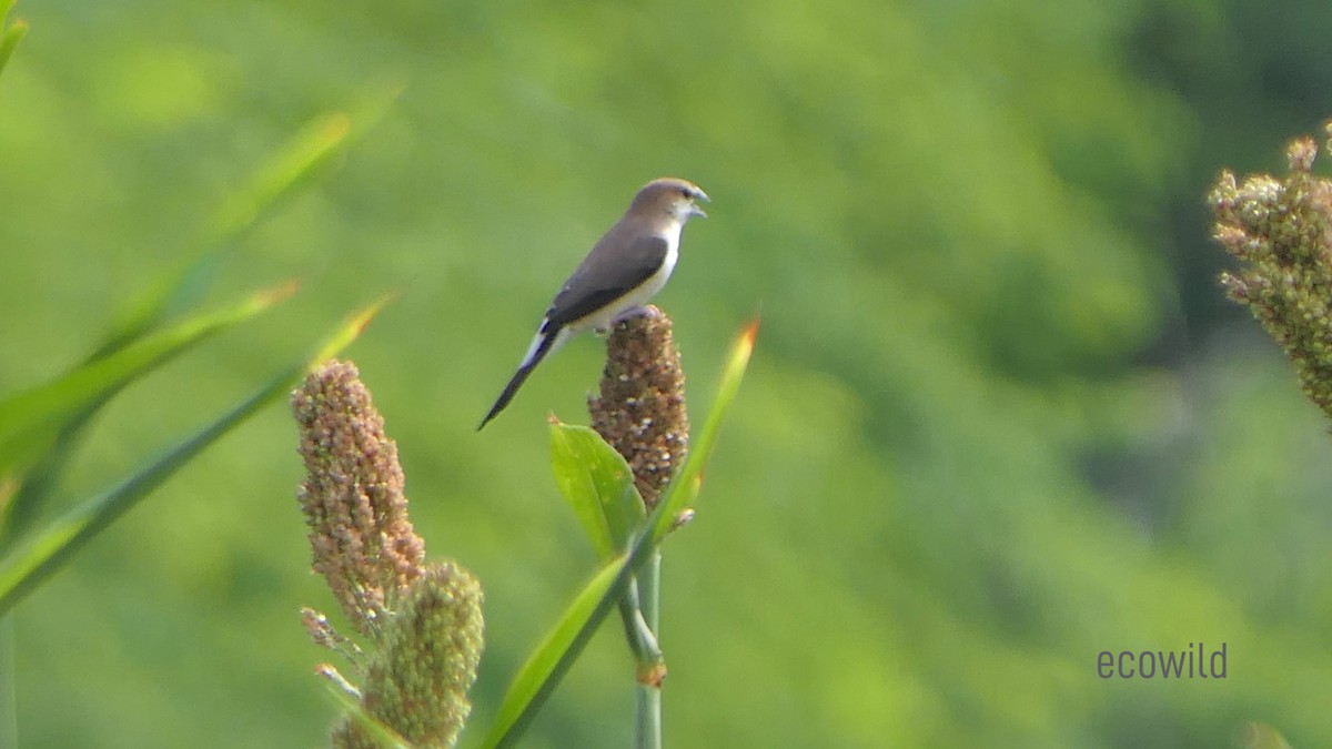 Indian Silverbill - ML620477889