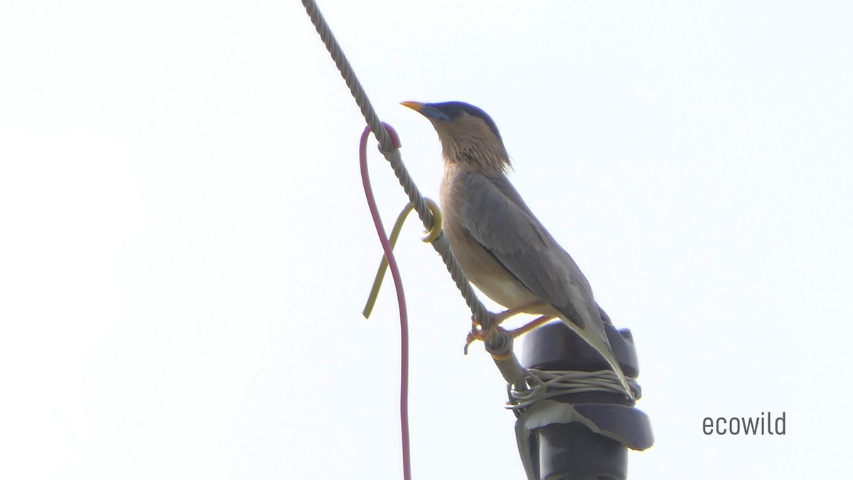 Brahminy Starling - ML620477890