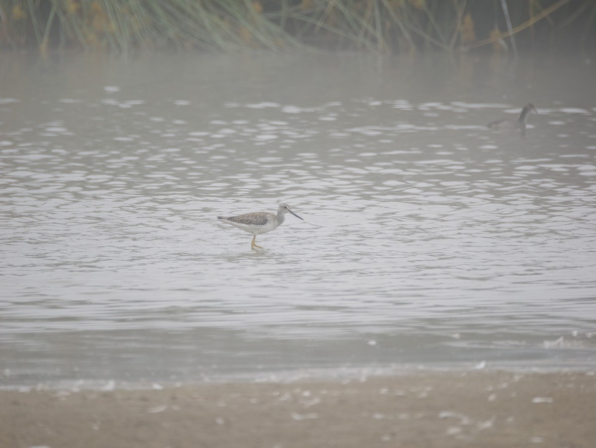 Greater Yellowlegs - ML620477892