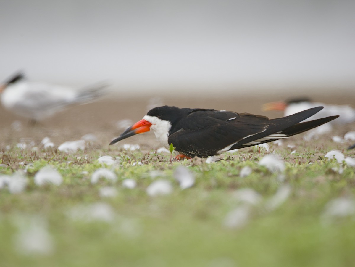 Black Skimmer - Antonio Maldonado