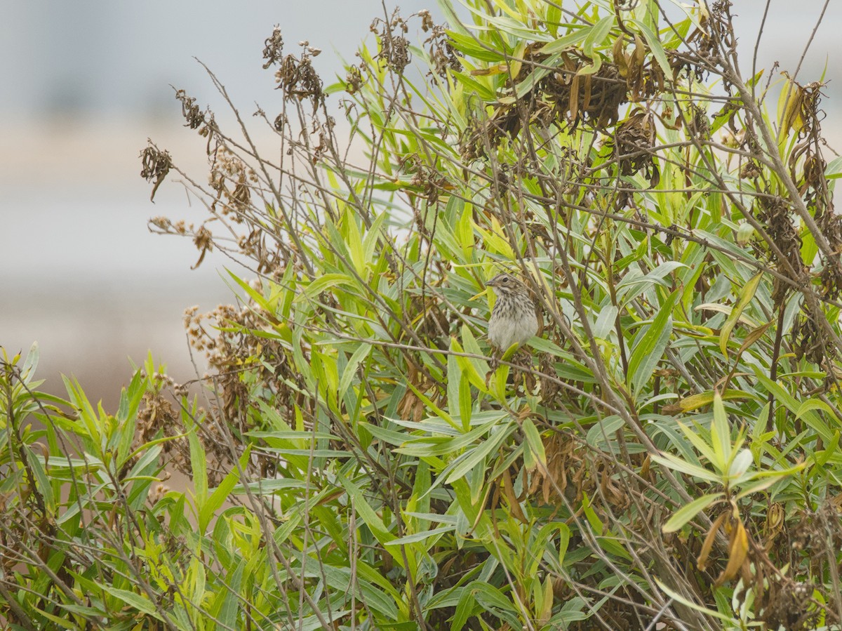 Savannah Sparrow - Antonio Maldonado