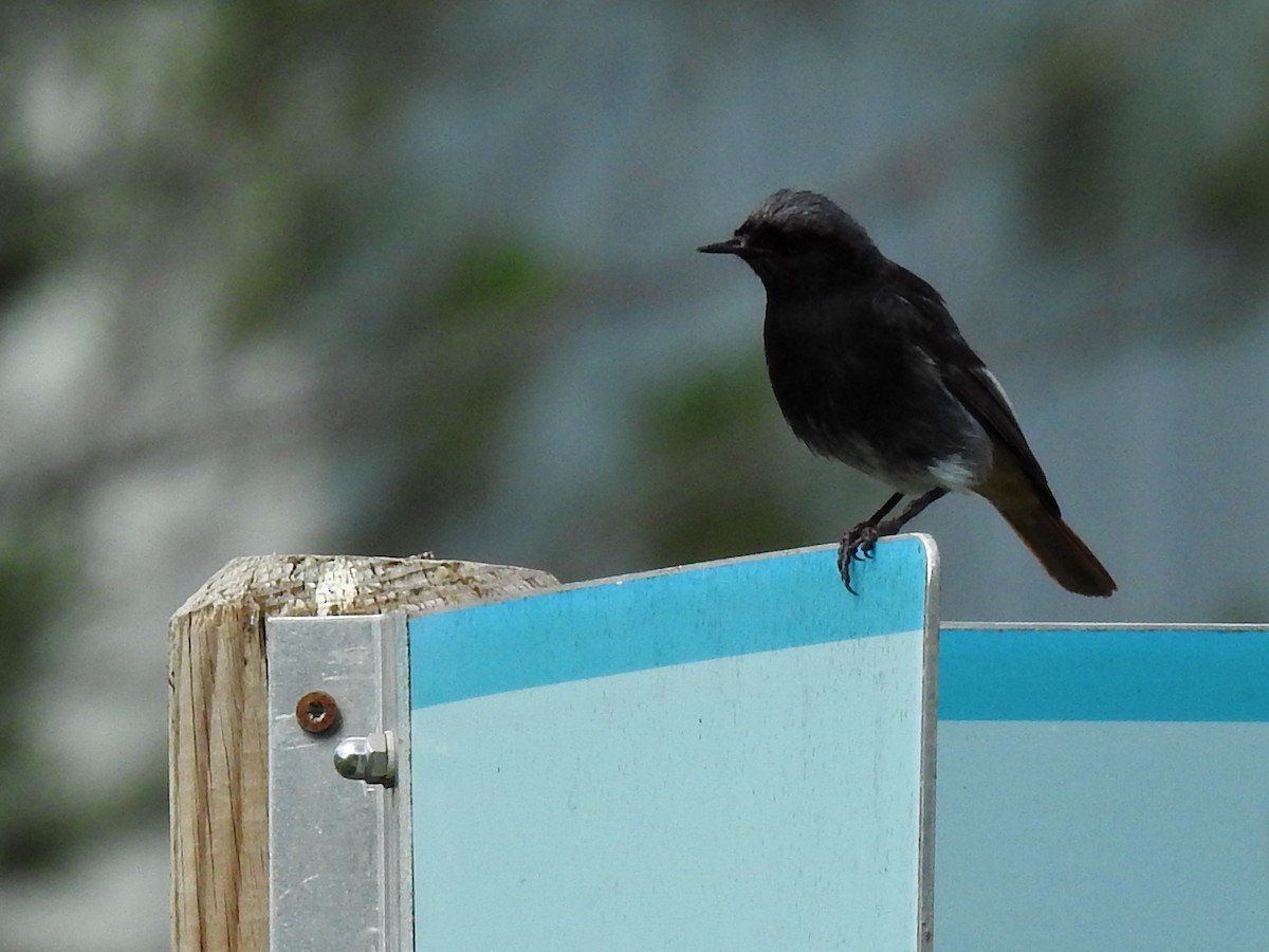 Black Redstart - ML620477908