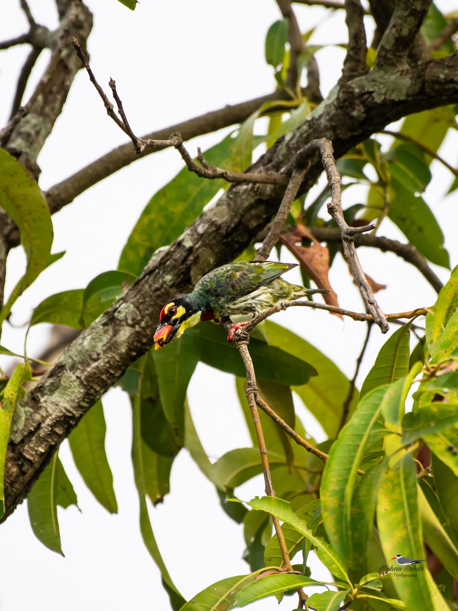 Coppersmith Barbet - ML620477912