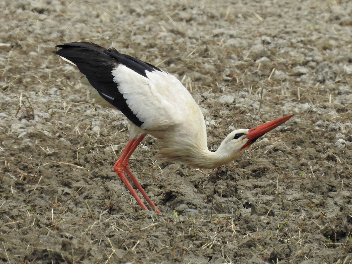 Cigogne blanche - ML620477913