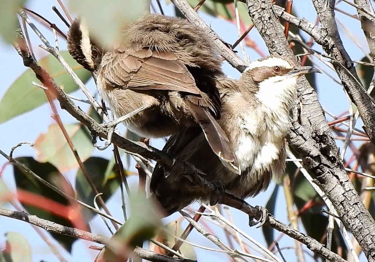 White-browed Babbler - ML620477916