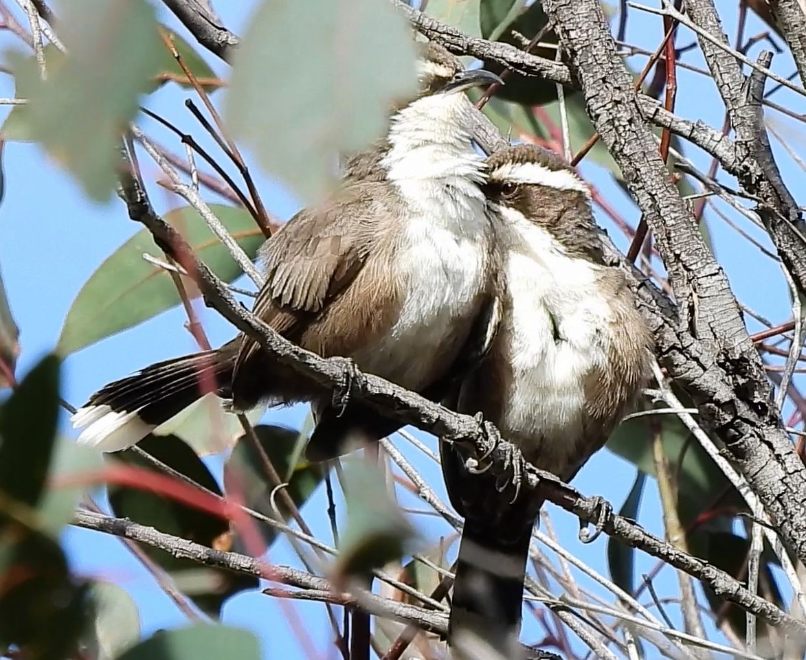 White-browed Babbler - Thalia and Darren Broughton