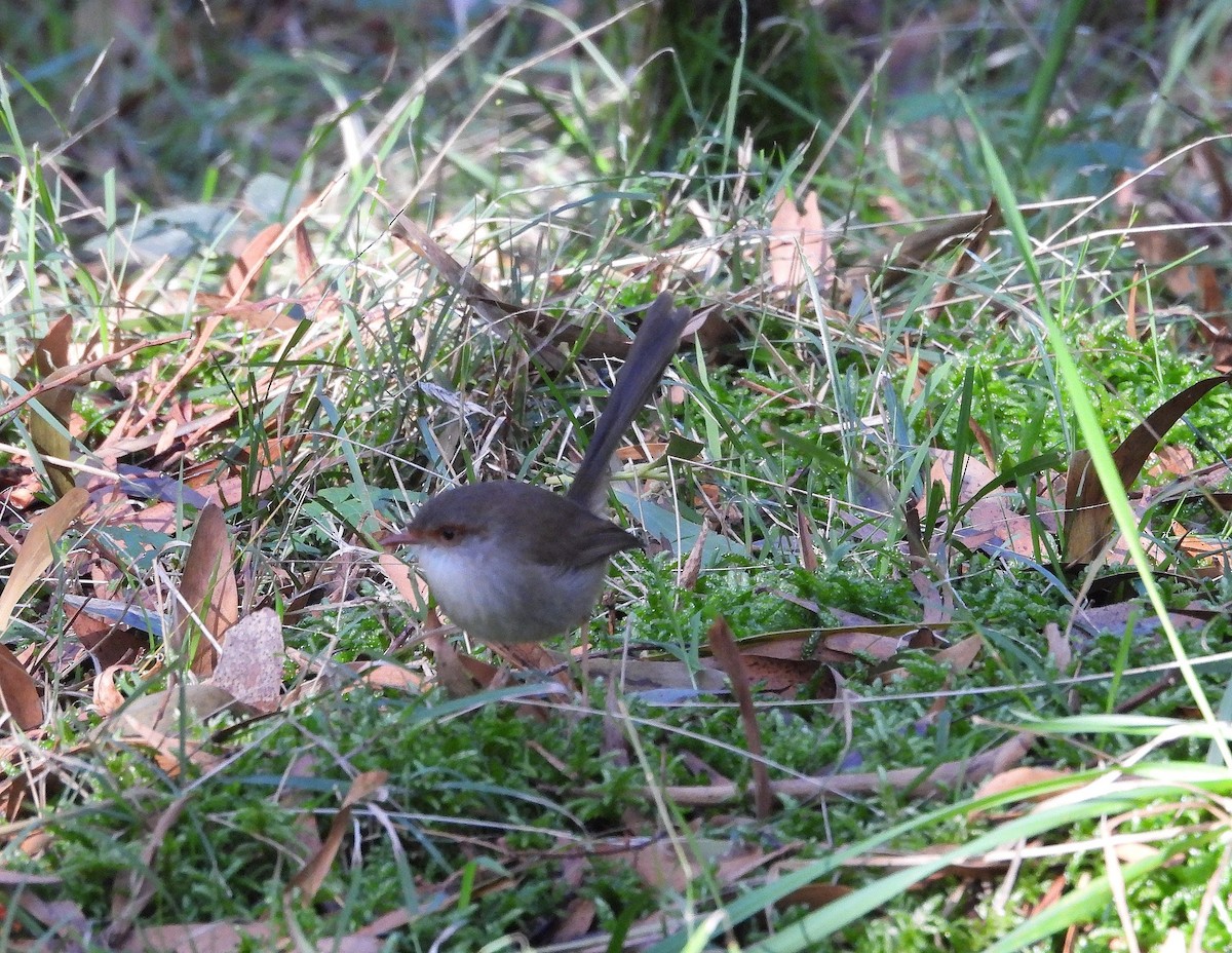 Superb Fairywren - ML620477921